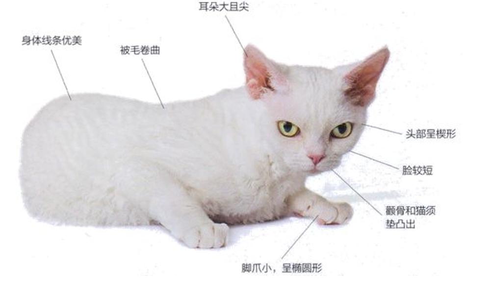猫中边牧,德文卷毛猫头上有杂毛