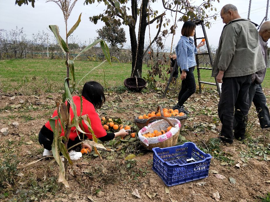 看农村是怎样采摘柿子的,采摘柿子全过程