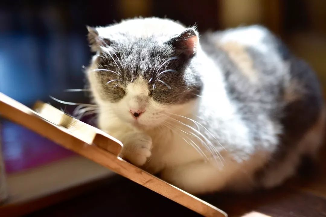 一招教你如何判断猫咪是否怀孕,猫咪怀孕了需要几个月才能生产