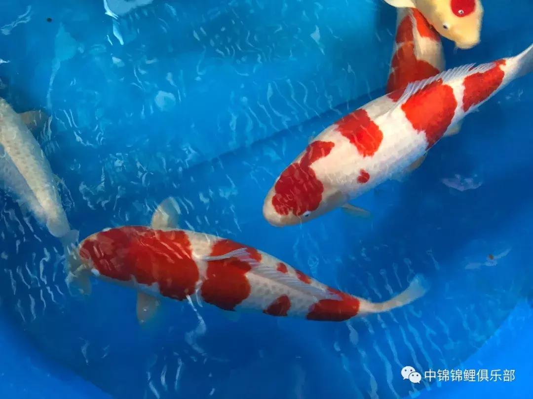 閿﹂菠鍠傞杩囧鏈変粈涔堢棁鐘跺悧,鏃ユ湰閿﹂菠鎬庝箞鍠傞