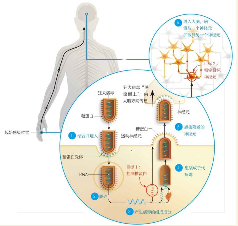 4星｜《环球科学》2018年11月号：许多高水平科研结果无法重复
