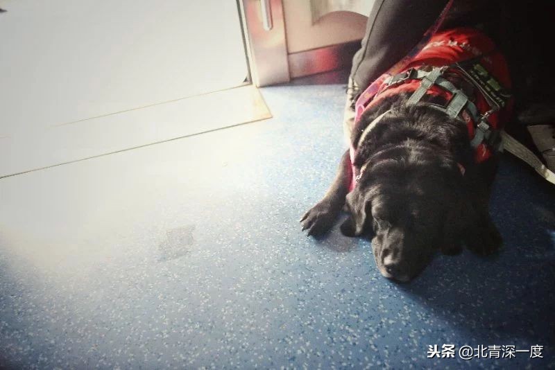 导盲犬基地为珍妮举行退役仪式,导盲犬珍妮退役交接视频