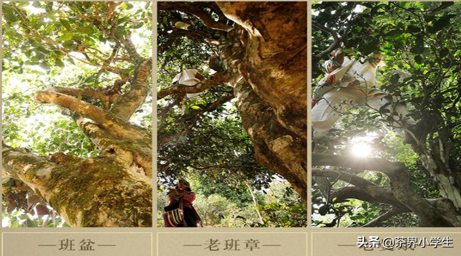 双11最值得购买的普洱茶,2019双11七彩云南普洱茶