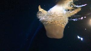 椹皵浠ｅか姘磋偤鑸瑰,椹皵浠ｅか姘磋偤娼滄按宀涘笨