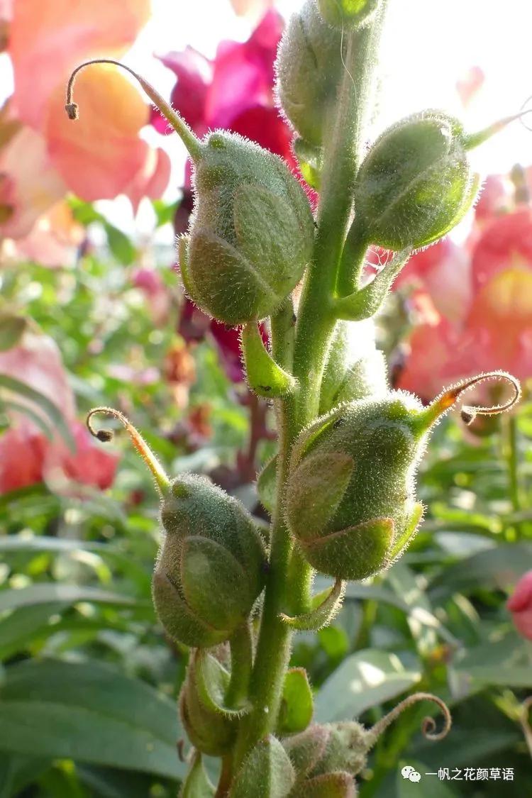 金鱼草的简介,金鱼草的地径