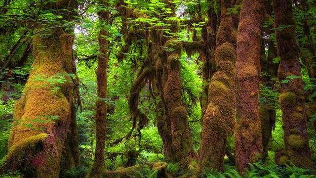 了解西双版纳的风俗和民族文化,西双版纳哈尼族特点民族文化