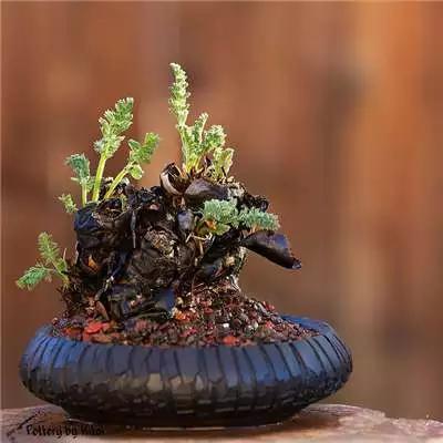 多肉大师手绘花盆,多肉顶级玩家