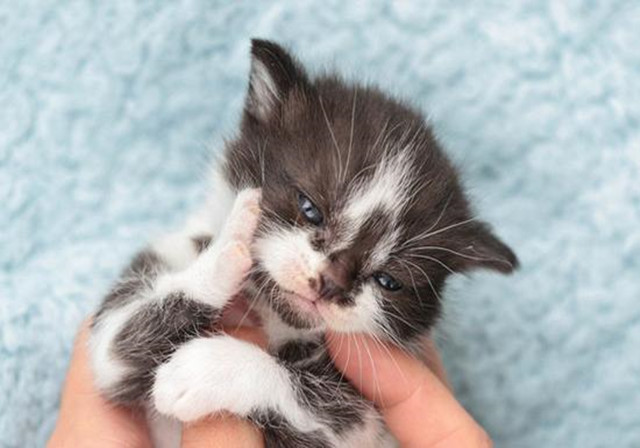 猫咪皮肤病怎么治除根,猫咪脱毛的原因及治疗方法