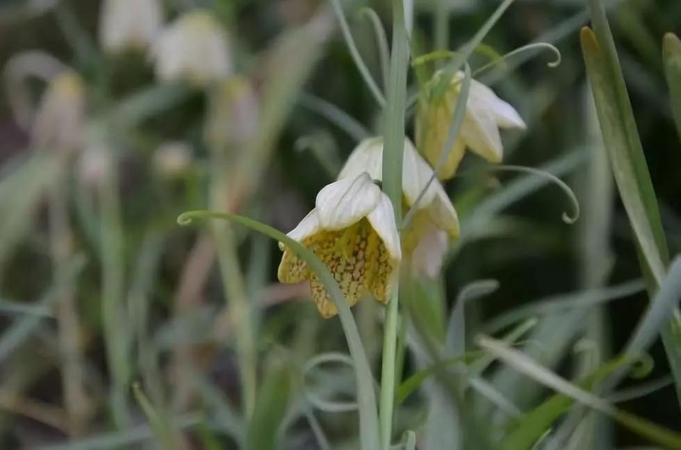 冬天常见中药植物图片及功效,花期长的草本植物图片