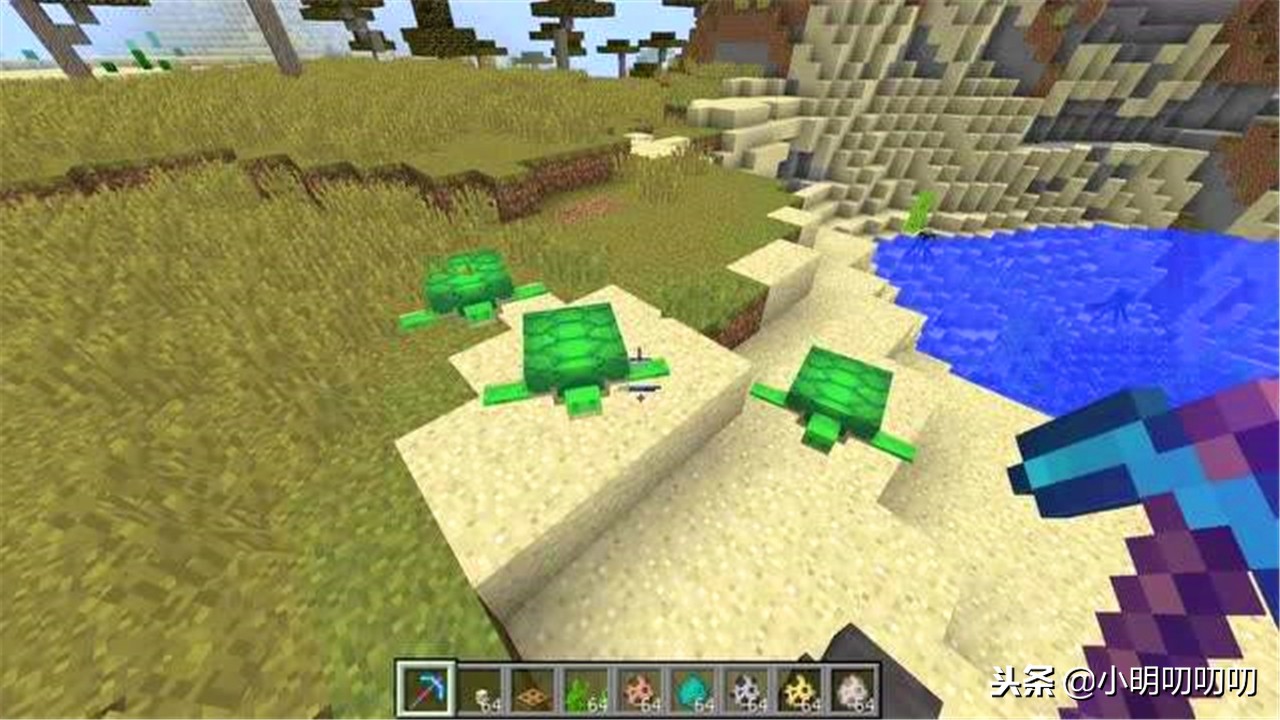 我的世界中海龟可以干什么,探秘珍稀海龟的生活和保护工作