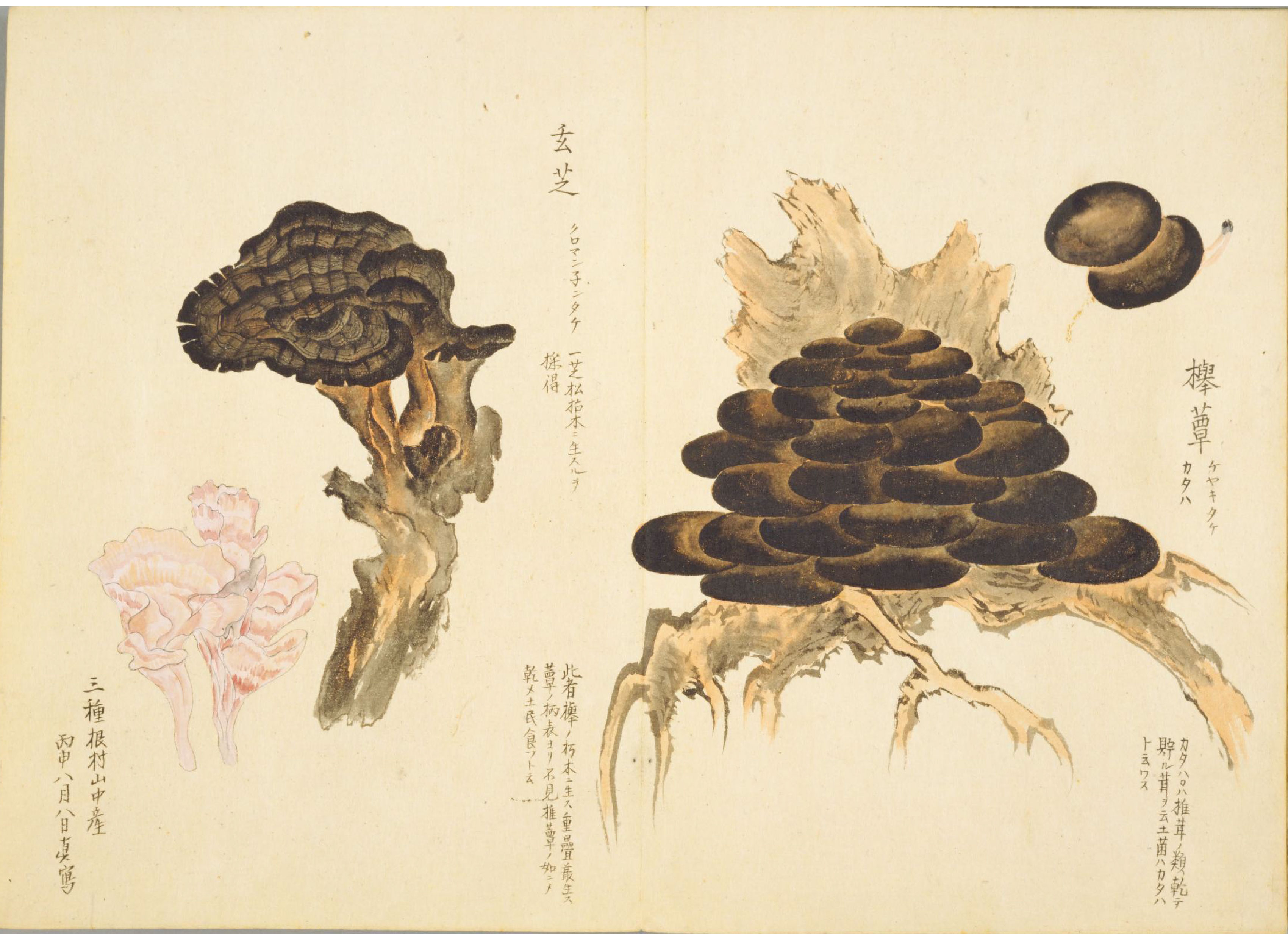 各种多彩菌图片大全,意式野菌图片大全