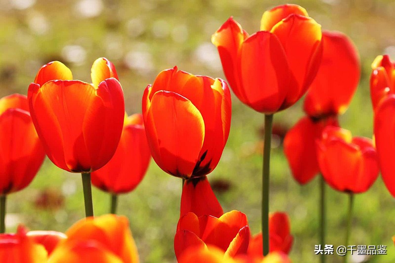 静物摄影作品欣赏郁金香,郁金香的摄影作品欣赏