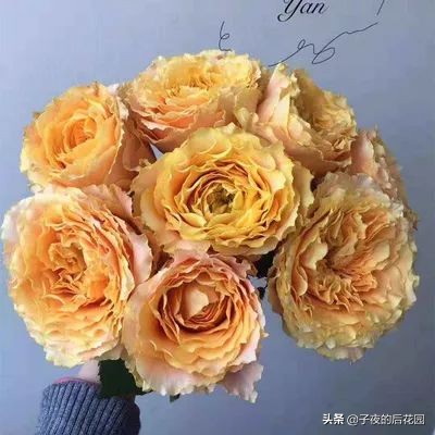 最好的进口玫瑰,进口玫瑰品种