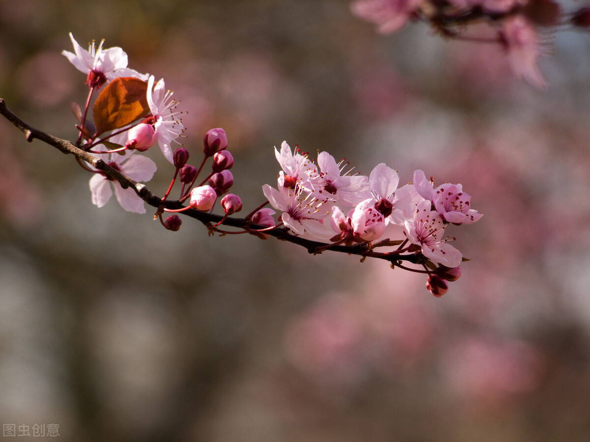 诗词里的春天作文600字,诗词里的春天的手抄报