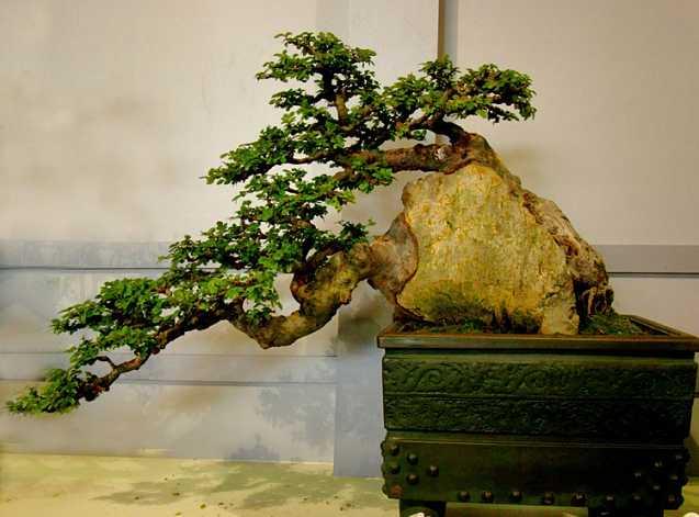 刚采挖的盆景树桩怎么提高成活率,下山老树盆景桩怎样管理