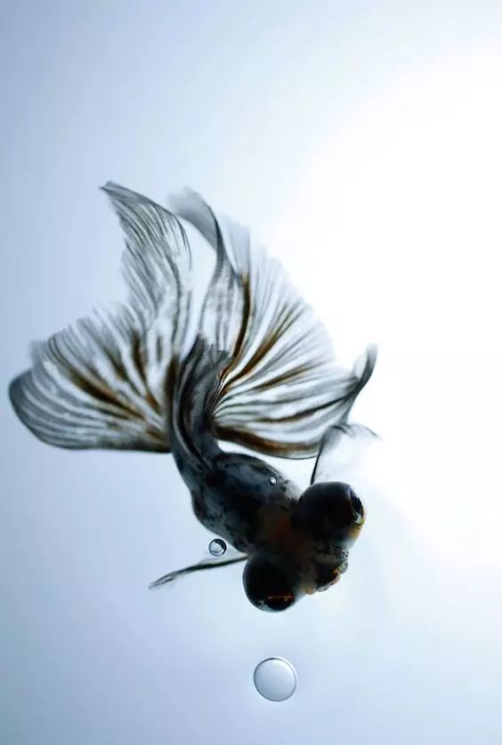 这些五彩斑斓的金鱼养眼又养心,最美的观赏金鱼值得一看