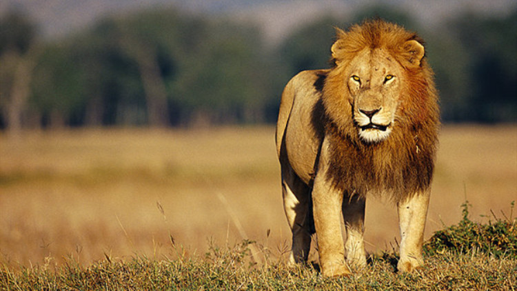 一只老虎和一只狮子打架谁会赢,狮子和老虎打架的故事