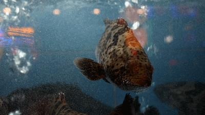 王庄阿咪完整视频,王庄阿咪探店