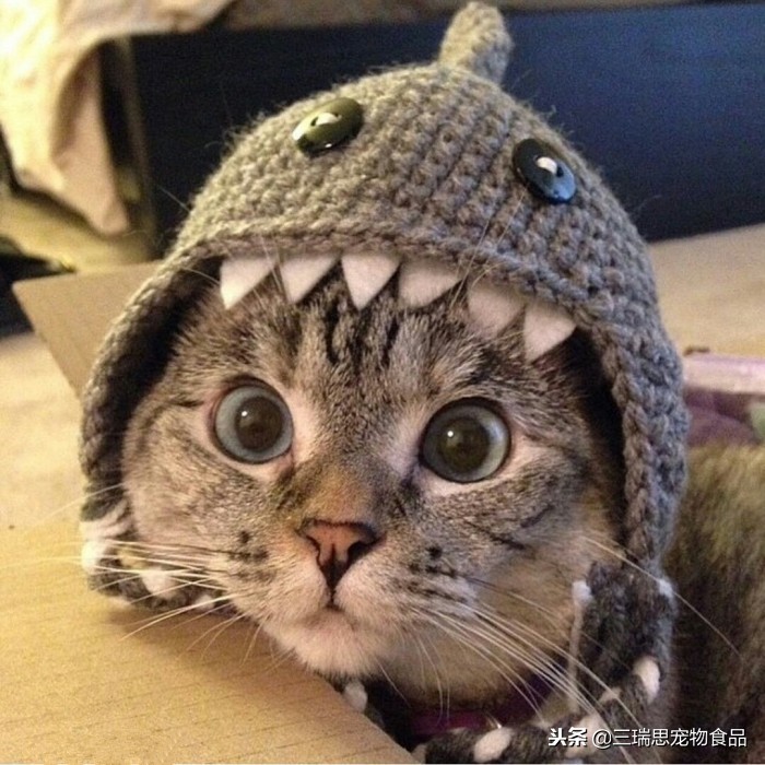 盘点那些萌猫,最萌猫十大排名