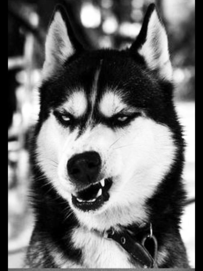 各品种犬最常见的遗传缺陷，在养待养的都看一下