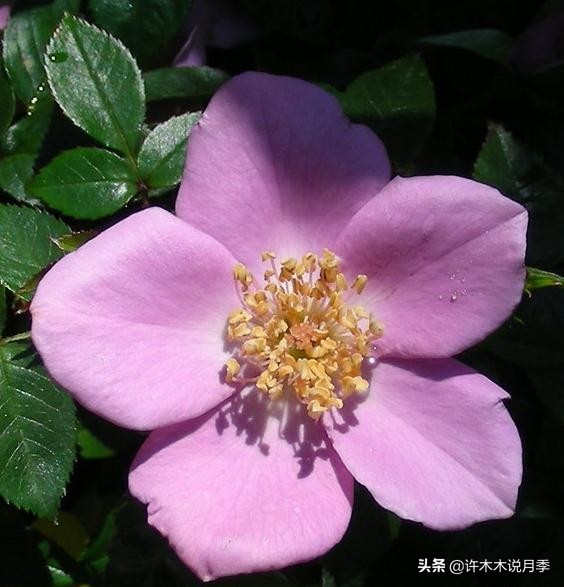 大花浓香四季开花的月季有哪些,黑紫色的月季花有哪些