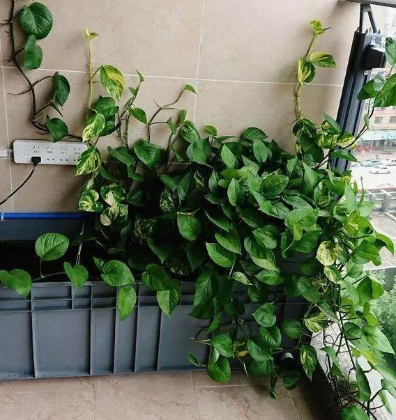 绿萝钾肥加多了会怎么样,绿萝叶子发黄怎样施肥