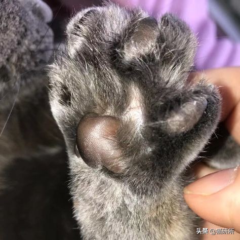 每天15分钟，医生手把手教你做17项猫咪全身检查