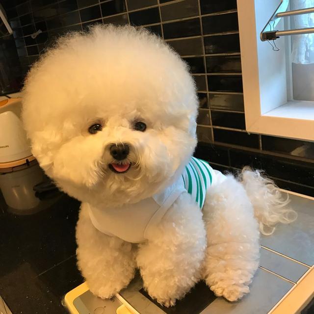 这些狗是“笑面狗”，它犯错了，你也不舍得打