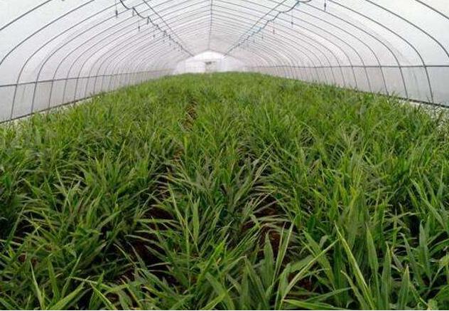 生姜新品种及种植技术有哪些,生姜种植技术生姜采收保存技术