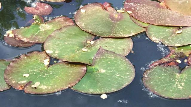 荷花池花期虽过但莲蓬正生,莲花池荷花几月份开花最好看