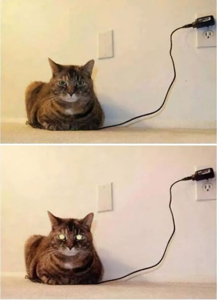 10个你一定不知道的动物冷知识,1000个牛动物有趣的冷知识