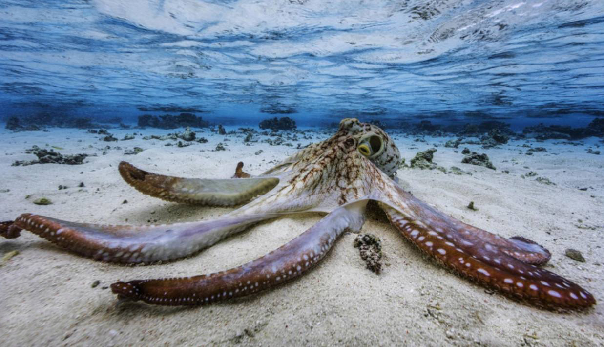 科学家在深海中发现未知的章鱼,木卫二存在巨型章鱼吗