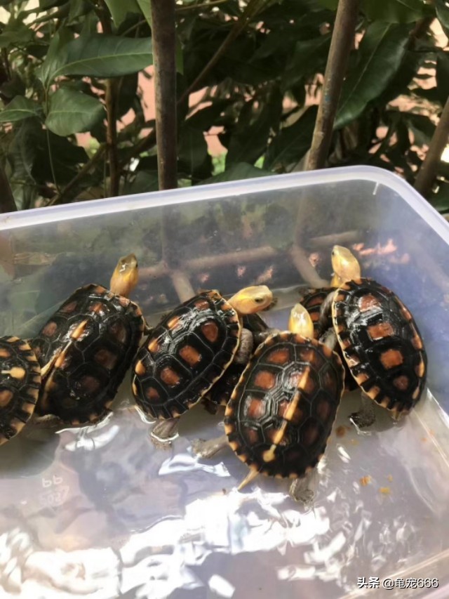 新手养乌龟怎么选健康的龟,如何挑到健康的龟