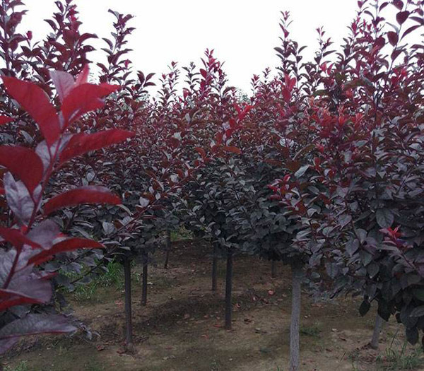 红叶李开花时间,红叶李的种植视频