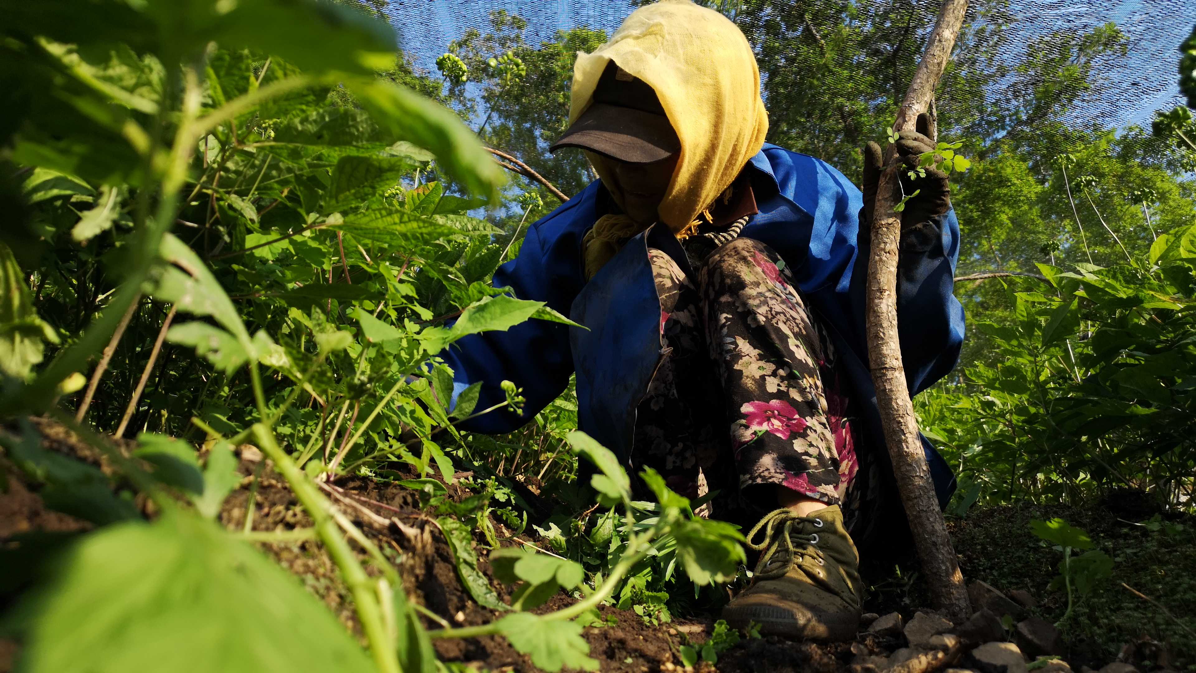 怎么用人参种子种人参,人参须能种出人参吗