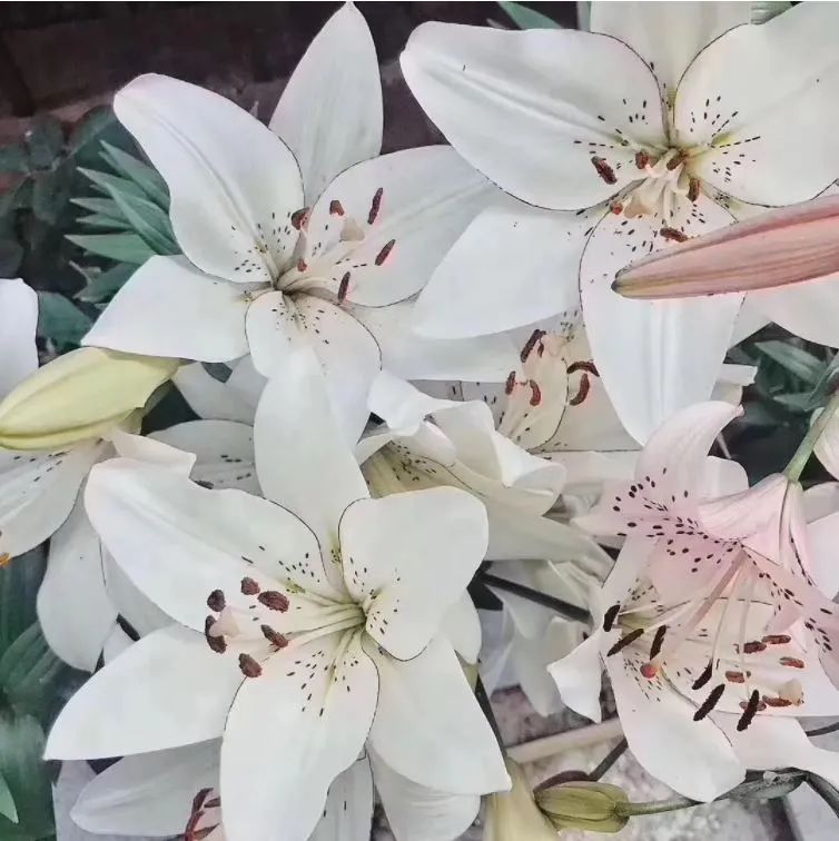 秋日赏花，百合必须要拥有姓名