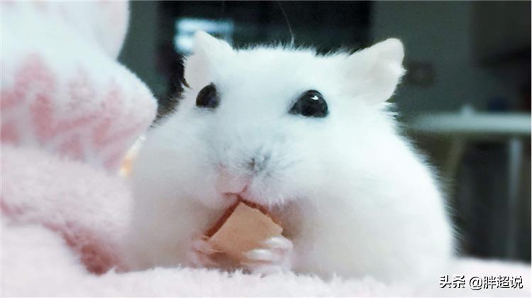 仓鼠的饲养技巧和注意事项有哪些,仓鼠饲养八大禁忌仓鼠会认主人吗