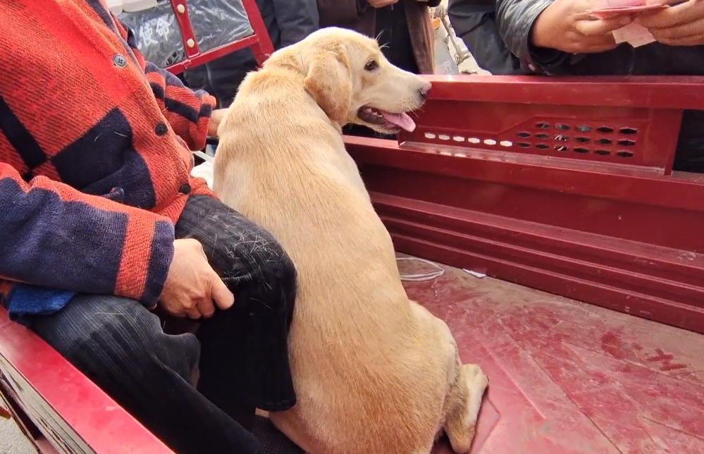 河南：620！百般不舍的拉布拉多易主，大妈泪别：这狗是感情动物