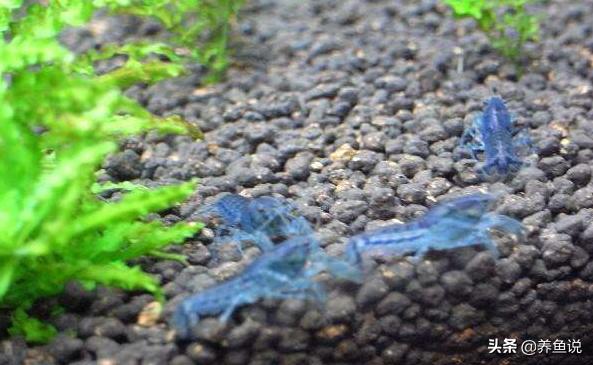 美系稀有鳌虾侏儒恶魔鳌虾,新手养观赏鳌虾