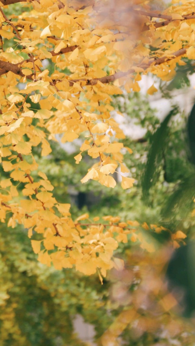 上下结合眼膜,眼膜黄金组合