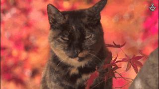 吸猫最高境界图片,吸猫最高境界完整视频