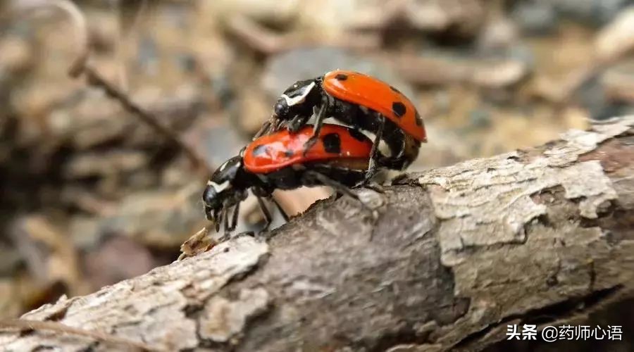容易导致不孕不育的行为,每天用香水会导致不孕吗