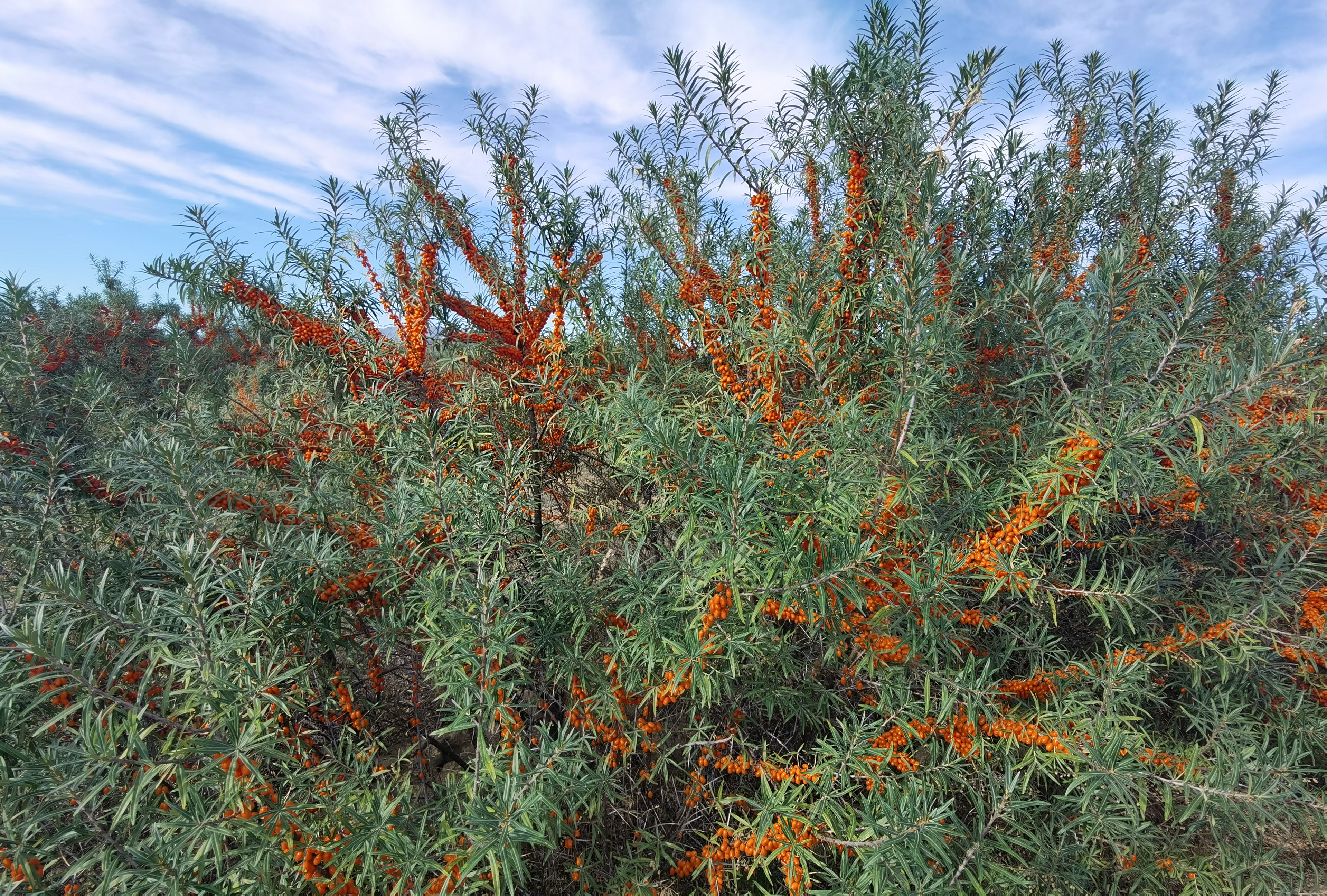 沙棘和沙枣区别,沙棘沙枣区别