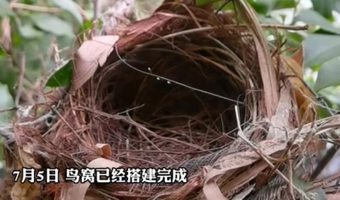 景美人善！我红耳鹎成都“安家”日常曝光