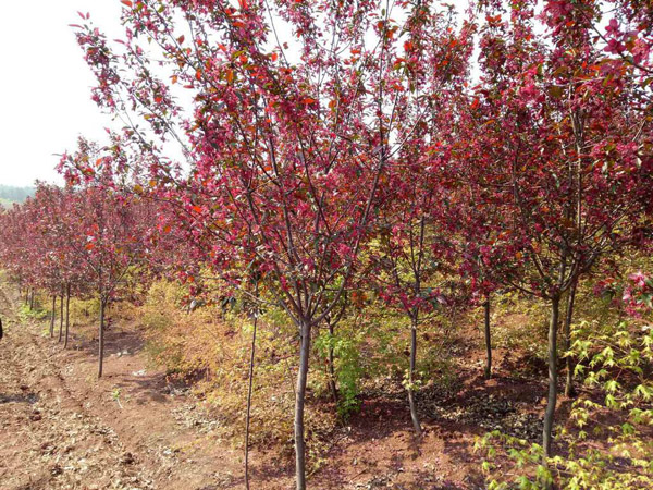 红叶李开花时间,红叶李的种植视频