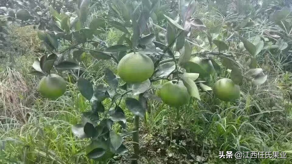 泰国红宝石青柚适合湖南种植吗,泰国红宝石青柚种植适宜温度