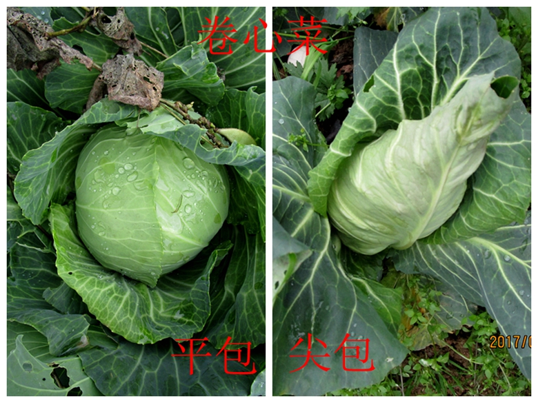 甘蓝菜档案介绍,卷心菜的储存方法