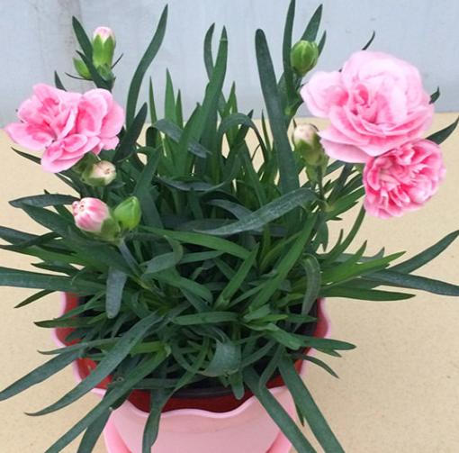 母亲节为什么要送康乃馨,母亲节33朵康乃馨什么寓意