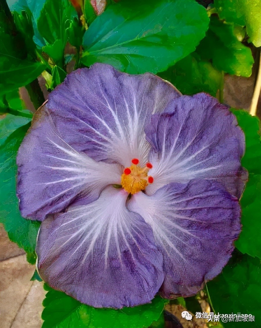 大红花和扶桑木槿有什么区别,木槿花和扶桑花哪个品种好