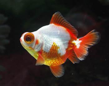 关于硝化细菌的有关知识,硝化细菌深度解析